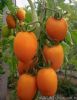供应黄罗曼—番茄种子