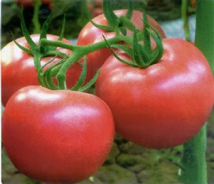 供应粉玉—番茄种子