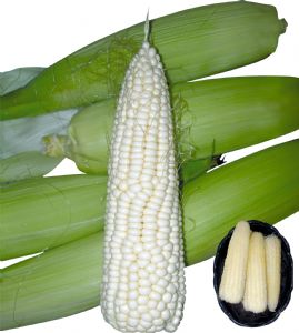 供应乾坤银糯—菜用玉米种子