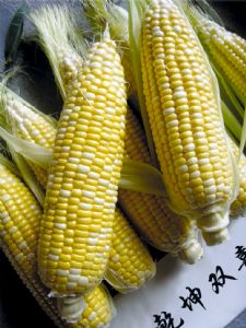 供应乾坤双喜—菜用玉米种子