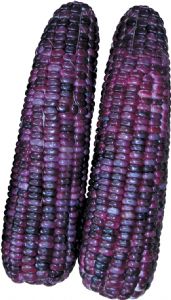 供应紫星糯—菜用玉米种子