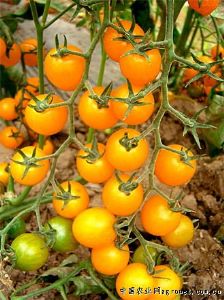 供应金贝贝—番茄种子