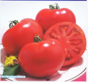 供应粉太郎6号-番茄种子