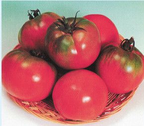 供应新粉太郎5号-番茄种子