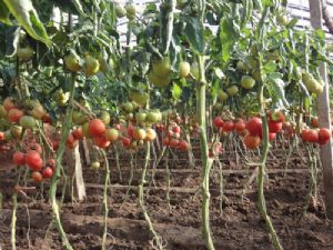供应格雷萨—番茄种子