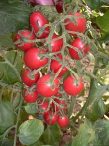 供应娇粉—番茄种子