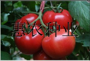 供应靓粉88—抗TY粉果番茄种子