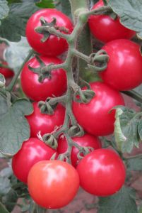 供应粉美人小番茄—小番茄种子
