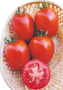 供应贵妃—番茄种子