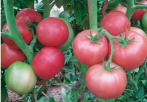 供应神粉158F1—番茄种子