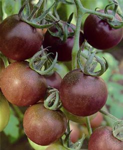 供应宝岛黑美人—番茄种子