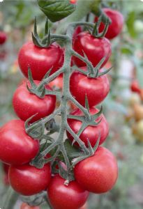 供应宝岛粉秀—番茄种子