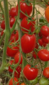 红美瑞樱桃番茄-番茄种子