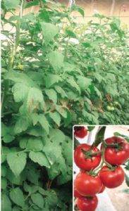 供应福卡—番茄种子