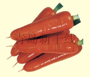 供应红日—胡萝卜种子
