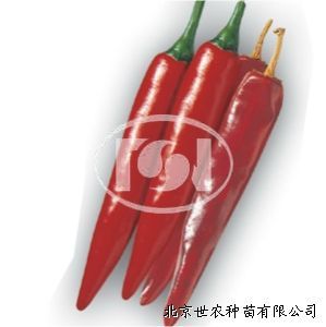 供应SN月香—辣椒种子