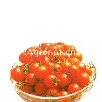 供应千利休—番茄种子