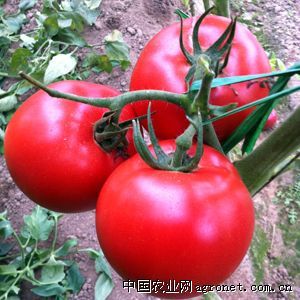 供应天硕308番茄—番茄种子