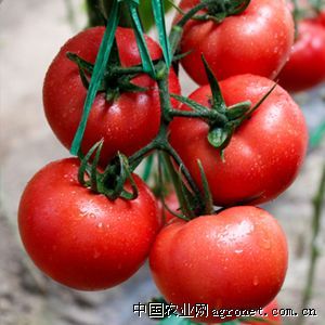 供应天赐331—番茄种子