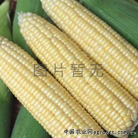 供应美玉糯18号-玉米种子