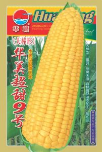 供应华美超甜九号—菜用玉米种子