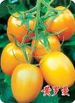 供应黄罗曼番茄种子