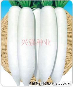 供应韩国原装进口---白玉春萝卜种子