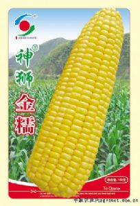 供应金糯F1—菜用玉米种子