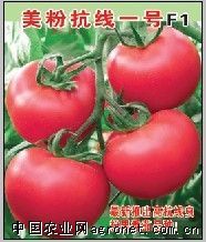 供应TY病毒—番茄种子