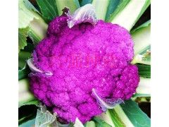 供应紫色丽人-花椰菜种子