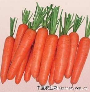 供应日本富士七寸--胡萝卜种子