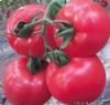 供应番茄种子--威娜787