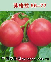 供应苏格拉66-77-番茄种子