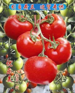 供应优乐美—番茄种子