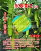 供应珍翠-高产高品质旱黄瓜种子