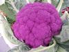 供应紫贵人F1-有机花椰菜种子