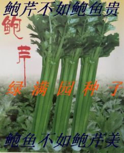 供应鲍芹—芹菜种子