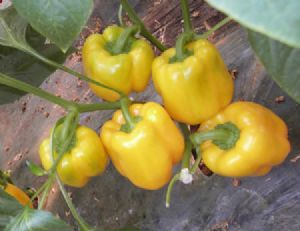 黄金甲（黄色）—甜椒种子
