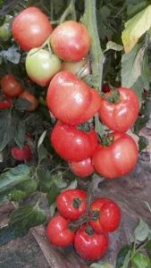 供应金刚226—番茄种子