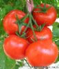 供应布迦迪—番茄种子