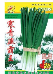 供应韭菜新品种寒青韭霸王—韭菜种子