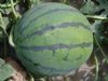 供应台宝—西瓜种子