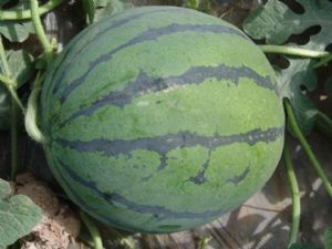 供应台宝—西瓜种子
