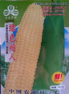 供应绿色超人—玉米种子