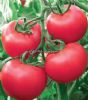 供应粉宝F1（高抗TY病毒新品种）—番茄种子