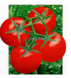 供应红金盾F1—番茄种子