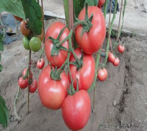 供应秀美—番茄种子