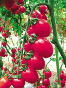 供应圣安娜1001—番茄种子
