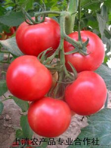 供应粉果番茄