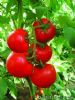 供应卡特179—番茄种子